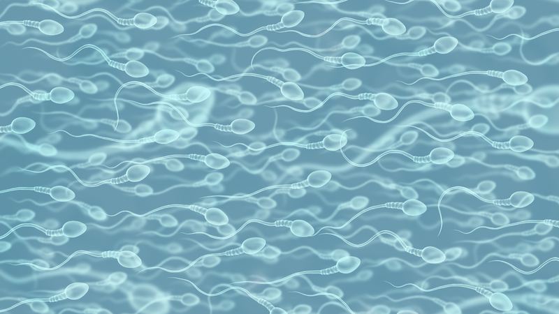 Tinh trùng: Cấu tạo, đặc điểm, chức năng của tinh trùng 4