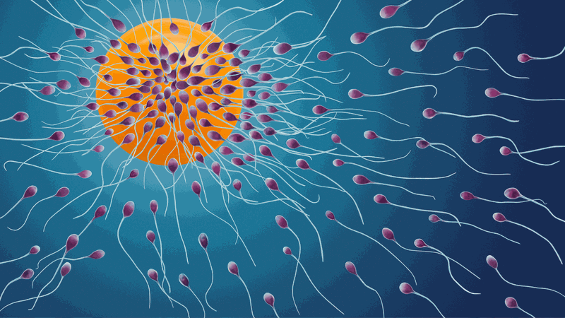 Tinh trùng được tạo ra từ tủy sống: Thực hư thế nào 3