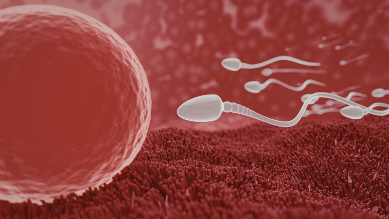 Nhiều người thắc mắc "Tinh trùng gặp trứng bao lâu thì thụ thai?"