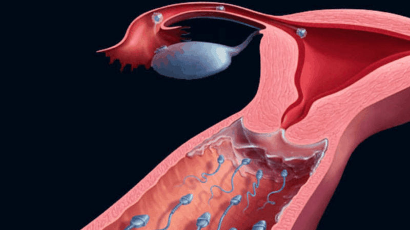 tinh trùng sống được bao lâu trong tử cung