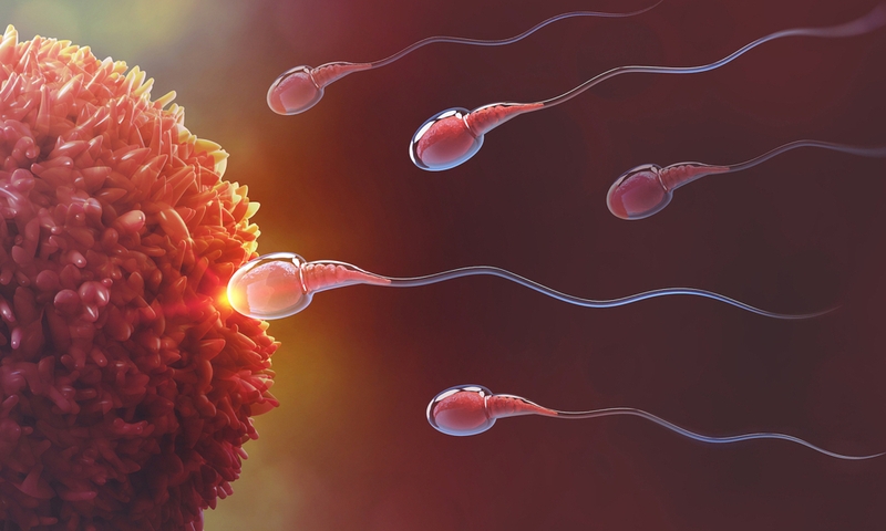 Tinh trùng Y là gì? Đàn ông cần ăn gì để có nhiều tinh trùng Y? 1