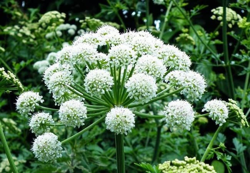 Tính vị quy kinh là gì? Tính vị quy kinh có ý nghĩa như thế nào đối với cơ thể? 2