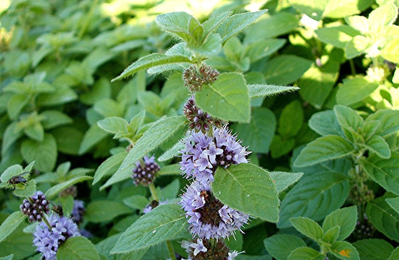 Tính vị quy kinh là gì? Tính vị quy kinh có ý nghĩa như thế nào đối với cơ thể? 3