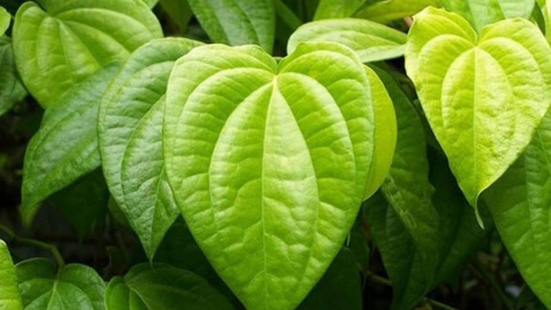 Tổ đỉa chàm dạng trứng sam: Nguyên nhân, triệu chứng, cách điều trị 3