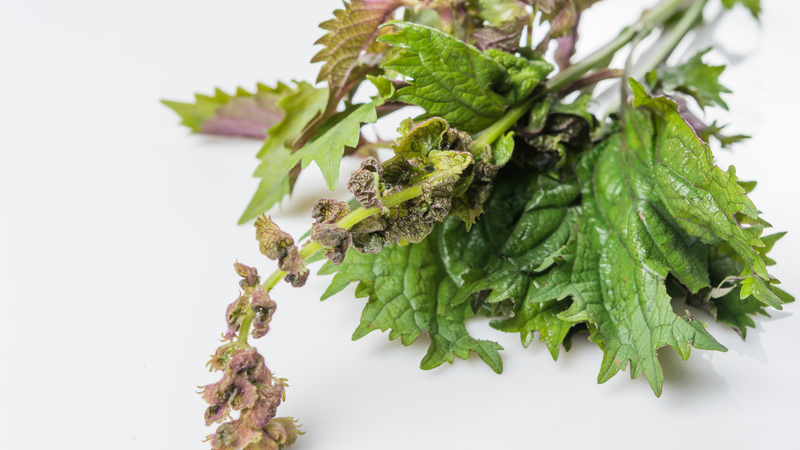 Tô ngạnh có tính kháng viêm nhẹ