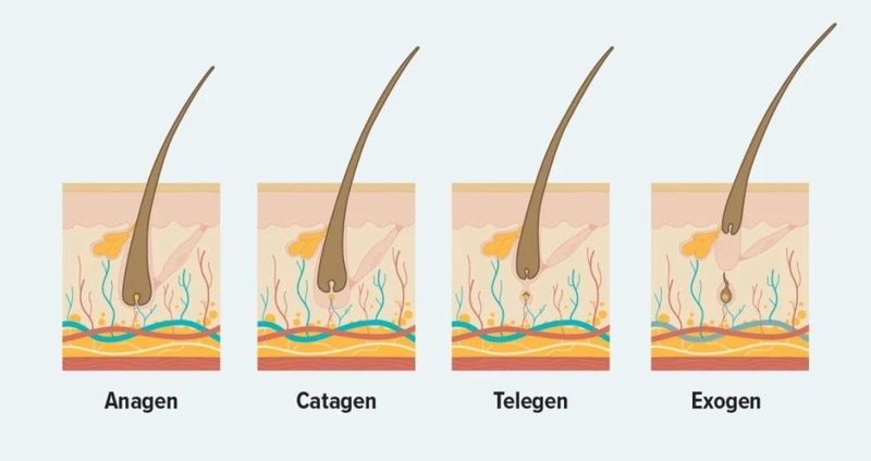 Tóc mọc chậm: Nguyên nhân và cách khắc phục 1
