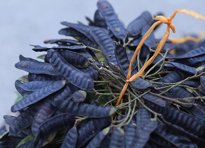 Sử dụng bồ kết khắc phục tóc rụng có hạt trắng ở chân tóc tại nhà