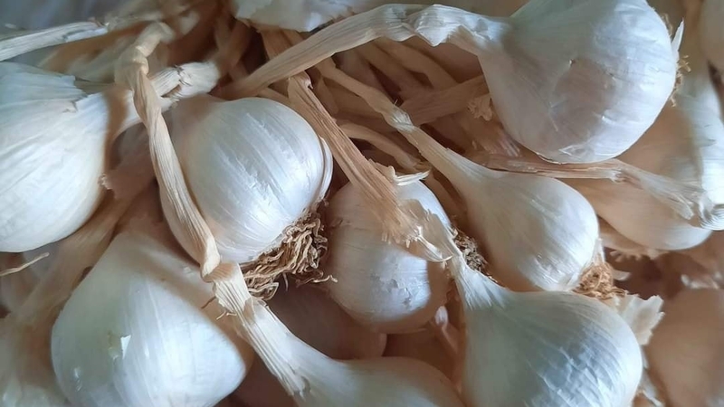 Tỏi Khánh Hòa là lựa chọn quen thuộc của nhiều gia đình khi tìm hiểu tỏi có mấy loại