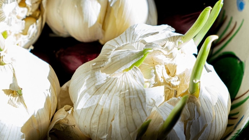 Tỏi mọc mầm có ăn được không? Những lưu ý khi ăn tỏi mọc mầm 3