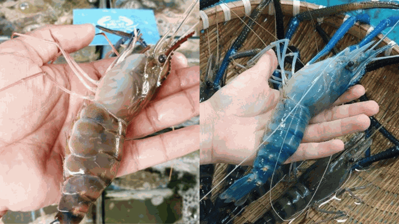 Tôm càng sen là gì? Tôm càng sen và tôm càng xanh khác nhau như thế nào? 4