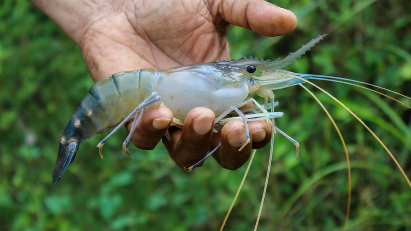 Tôm càng xanh bao nhiêu calo?
