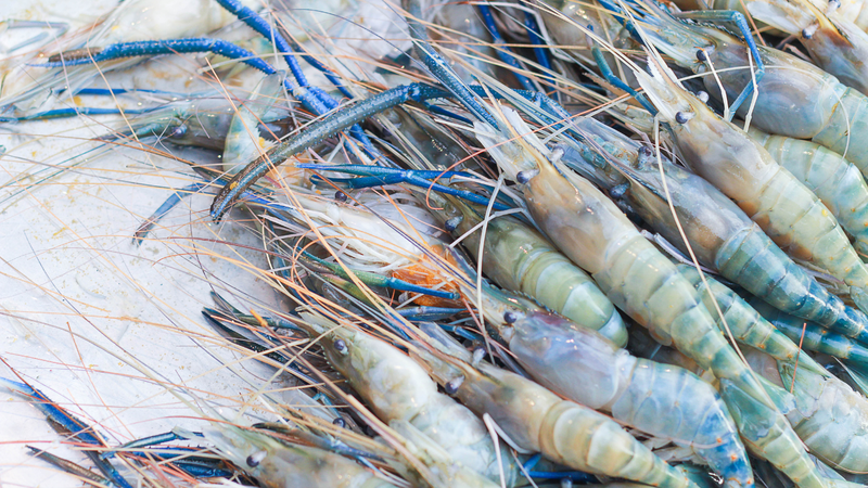 Không ăn tôm sống hoặc tái dễ gây ngộ độc thực phẩm, đau bụng, tiêu chảy