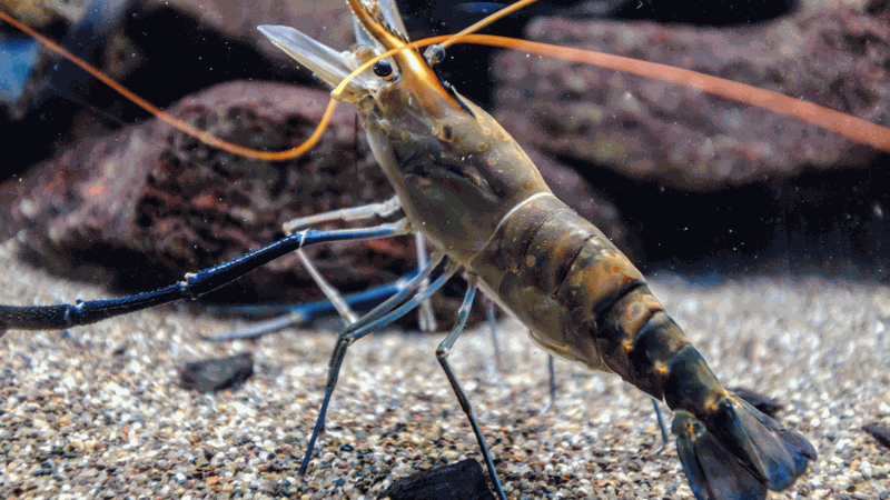 Tôm càng xanh có tác dụng gì? 1