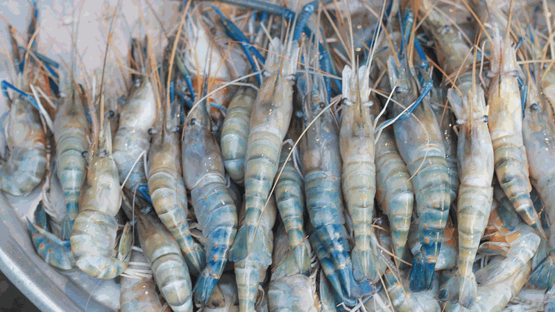 Tôm càng xanh có tác dụng gì? 2