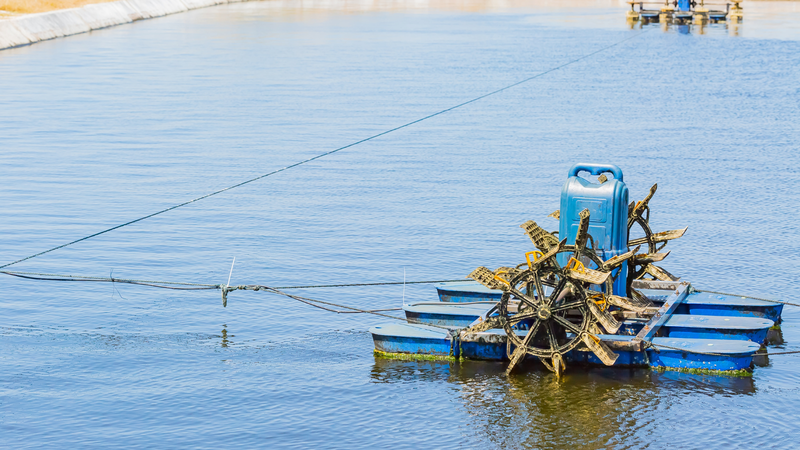 Tôm chì thường sống tập trung thành đàn, tạo điều kiện thuận lợi cho việc đánh bắt