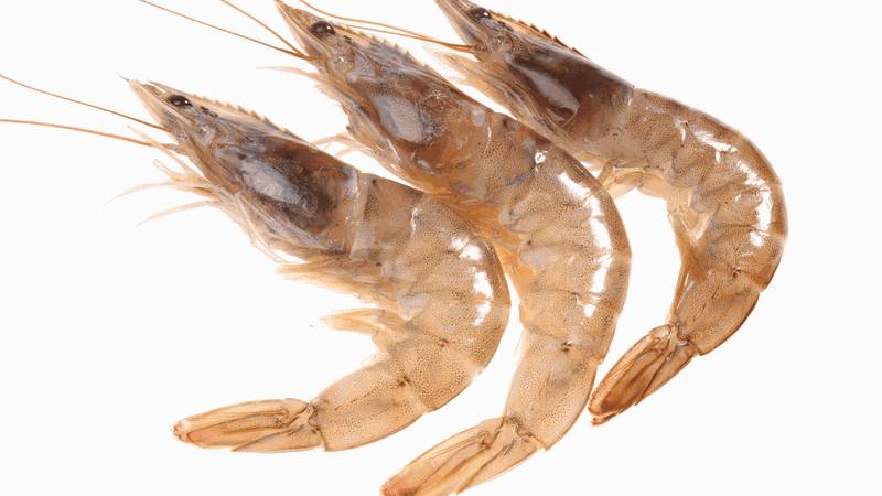 Tôm đất là gì? Giá trị dinh dưỡng của tôm đất 1