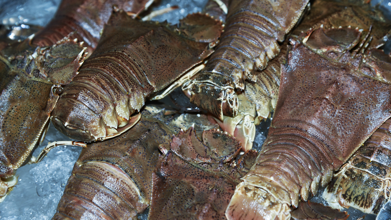 Tôm mũ ni có lợi cho sức khỏe không? Ai nên và không nên sử dụng loại tôm này? 2