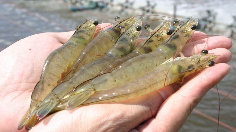 Đây là thực phẩm lý tưởng cho các bữa ăn gia đình lành mạnh