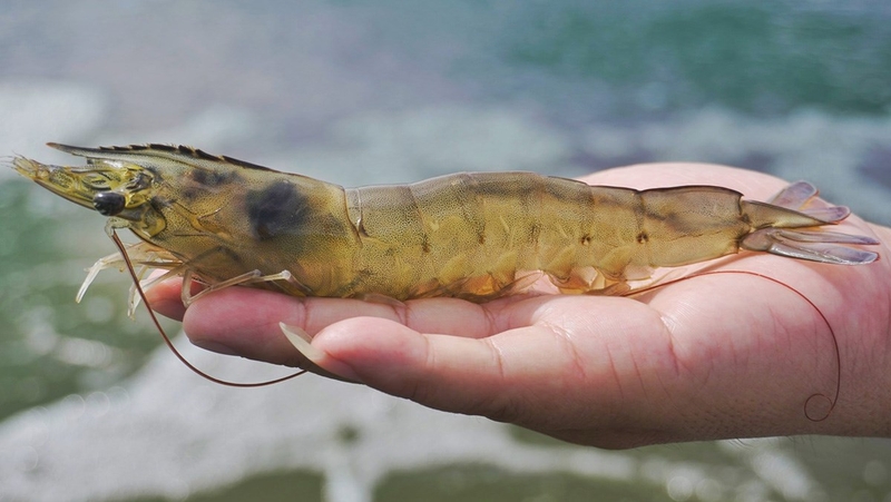 Giải đáp thắc mắc: Người bị huyết áp cao có ăn được tôm không? 3