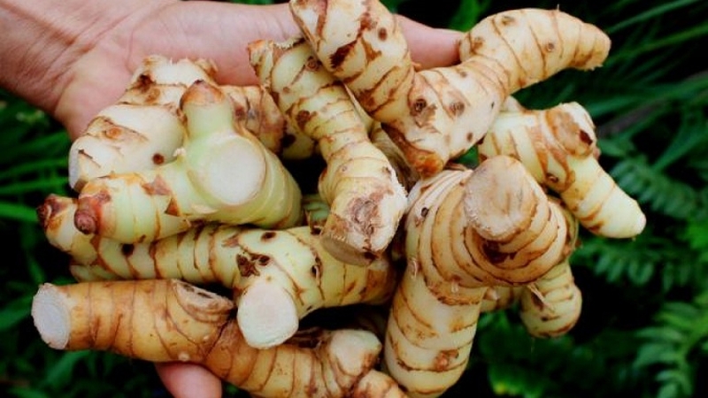 Tổng hợp các cách trị hắc lào bằng củ riềng phổ biến hiện nay 4