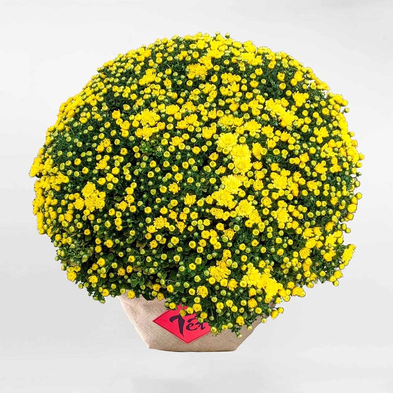 Tổng hợp các loại hoa tết nên cắm để hút tài lộc, may mắn cả năm 5