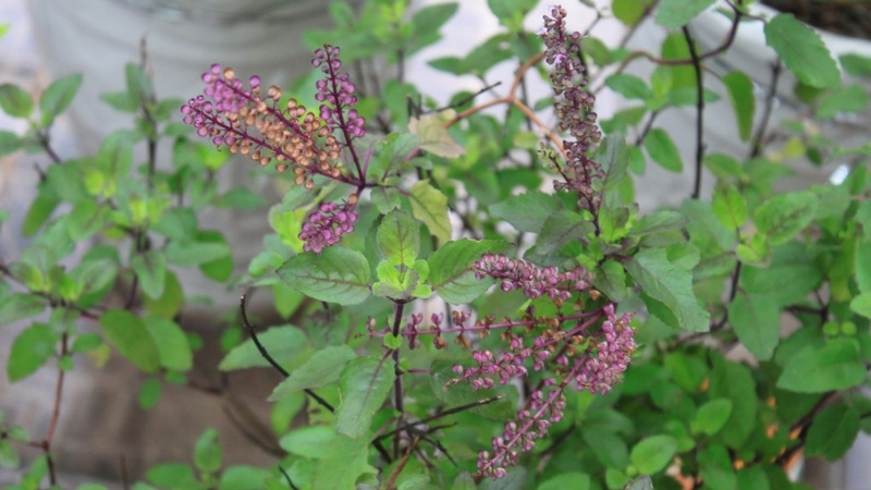 Tổng hợp các loại lá dùng để xông cảm hiệu quả tại nhà 3