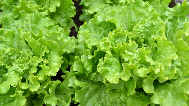 Tổng hợp các loại rau làm salad tốt cho sức khỏe - Cách để biến salad thành món ăn dinh dưỡng cho cơ thể 1