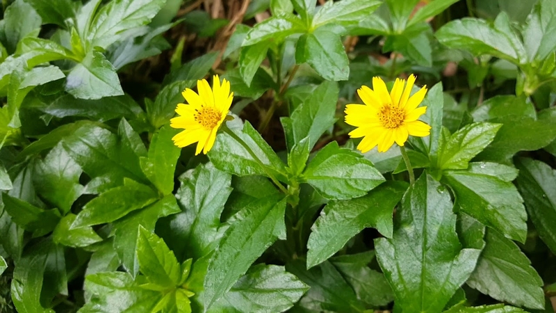 Tổng hợp các loại thảo dược tốt cho sức khỏe 2