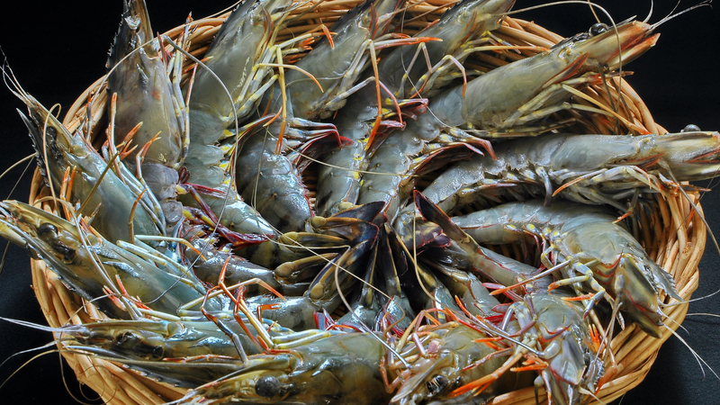 Tổng hợp các loại tôm, cách phân biệt từng loại tôm phổ biến