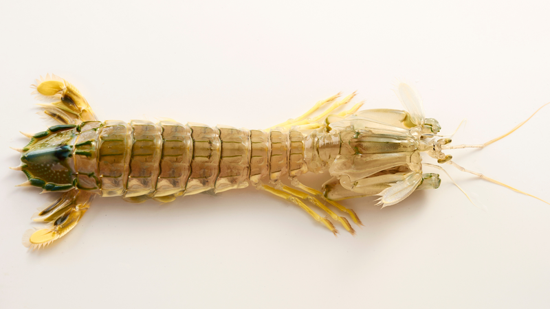 Tổng hợp các loại tôm, cách phân biệt từng loại tôm phổ biến