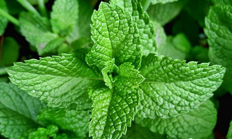 Tổng hợp cách trị ho tiêu đờm hiệu quả 2