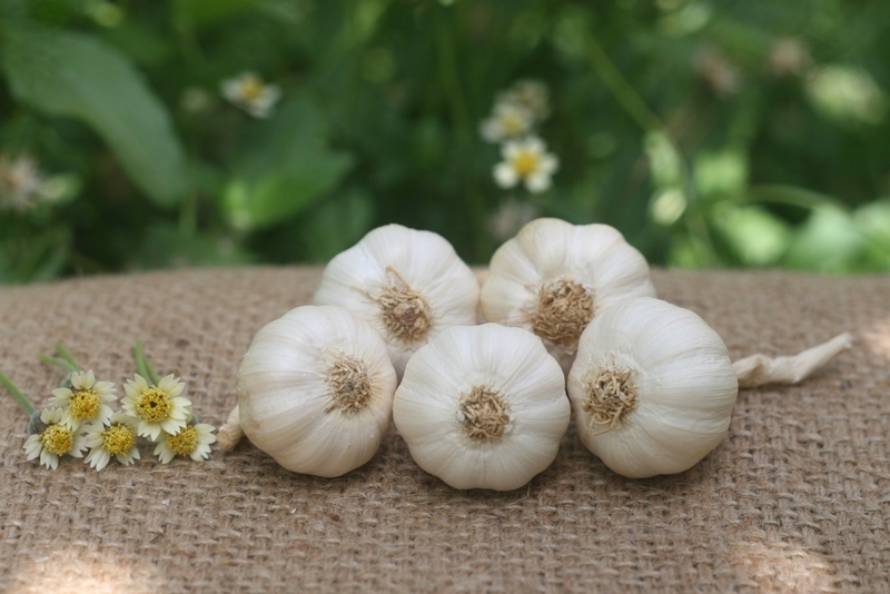 Tổng hợp loại thảo dược chứa kháng sinh tự nhiên tốt cho sức khỏe 1