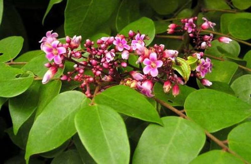 Nước tắm trị rôm sảy cho trẻ sơ sinh: nước lá khế chua