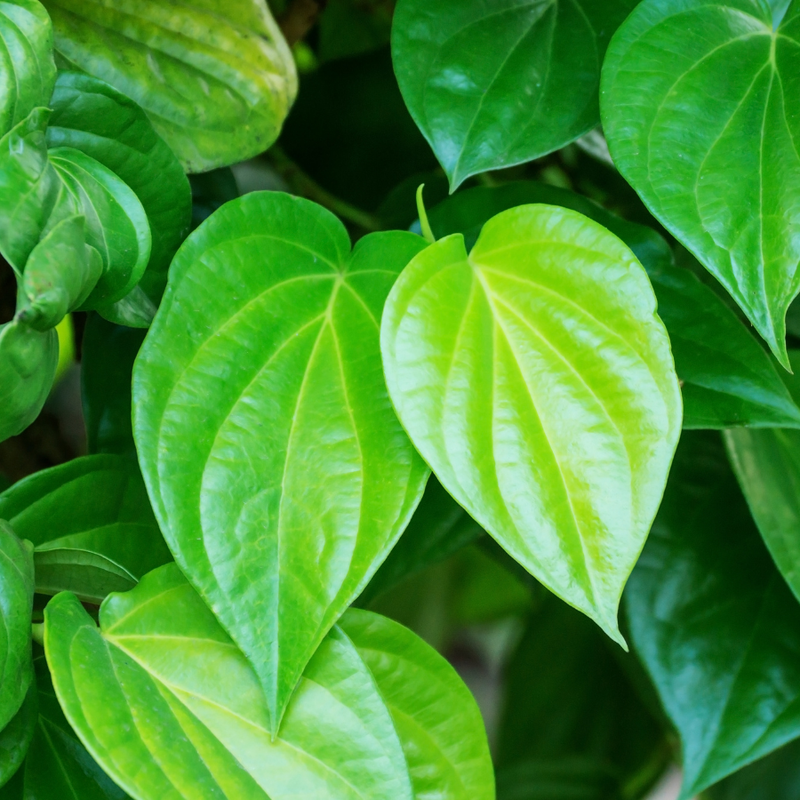 Nước tắm trị rôm sảy cho trẻ sơ sinh: nước lá trầu không