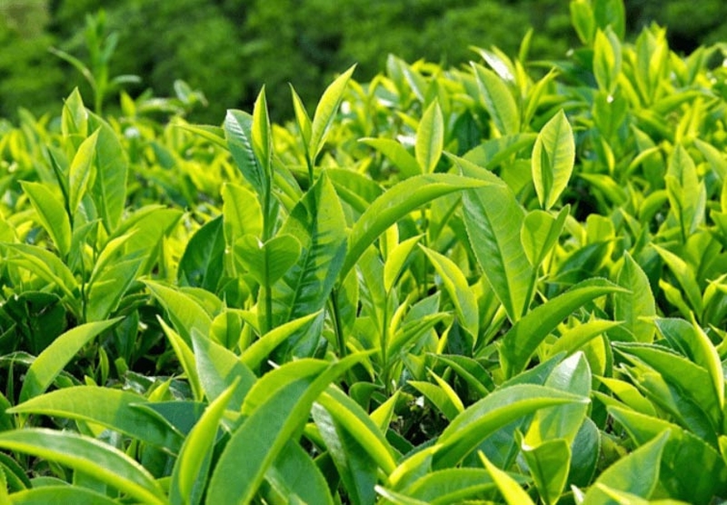 Nước tắm trị rôm sảy cho trẻ sơ sinh: nước lá chè xanh