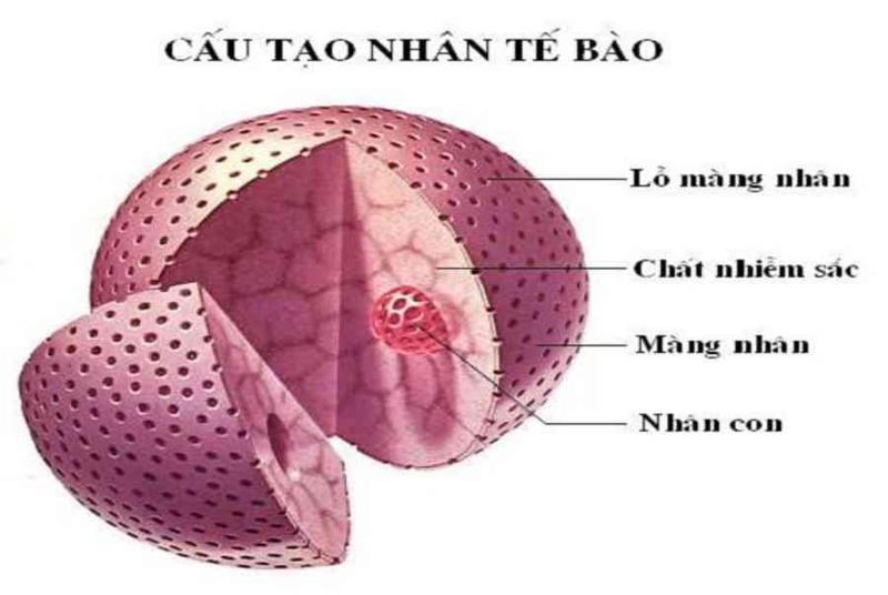 Tổng hợp thông tin cần biết về cấu trúc và chức năng của nhân tế bào 1
