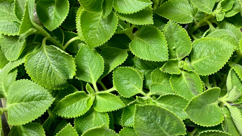 Top 10 rau thơm tốt cho sức khỏe của bạn 2