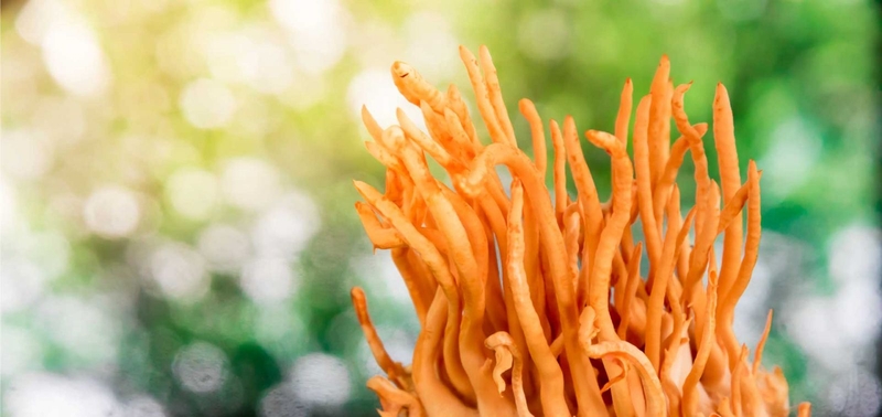 Top 3 cách chế biến đông trùng hạ thảo siêu bổ dưỡng 1