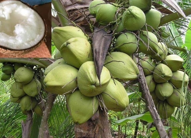 Top 5 cách làm món ăn dừa sáp thơm ngon để được lâu 2