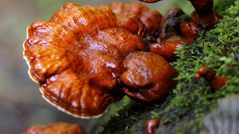 Top 5 loại nấm giảm cân ít calo nên thêm vào chế độ ăn kiêng 4