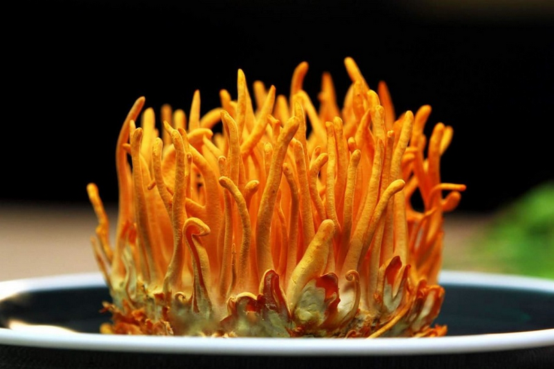 đông trùng hạ thảo được dùng bồi bổ cơ thể