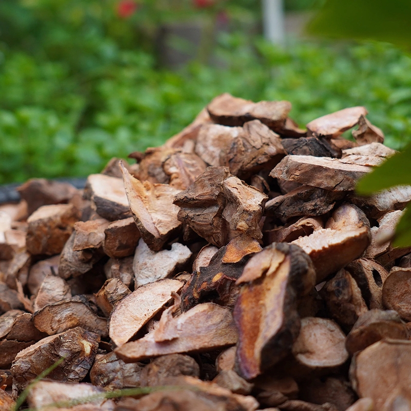 Top 5 thảo dược hạ acid uric hiệu quả nhất 2