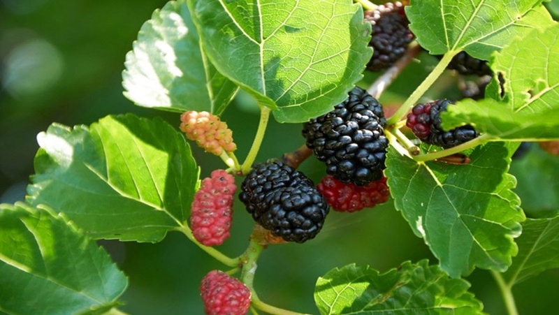 Top 6 phong tục đón trẻ sơ sinh về nhà bố mẹ nhất định phải biết 5