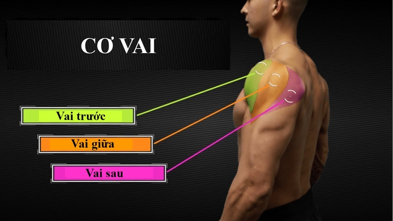 Top những bài tập vai sau giúp có một đôi vai vạm vỡ 1