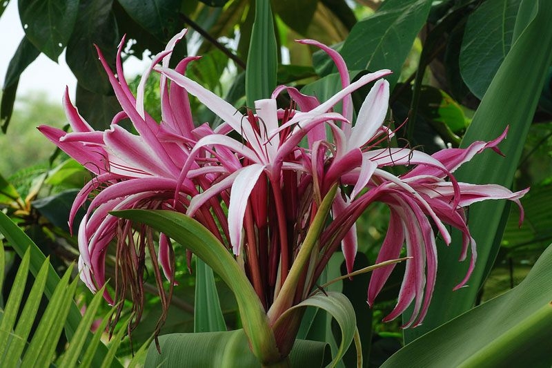 U nang buồng trứng uống cây gì để cải thiện tình trạng bệnh?