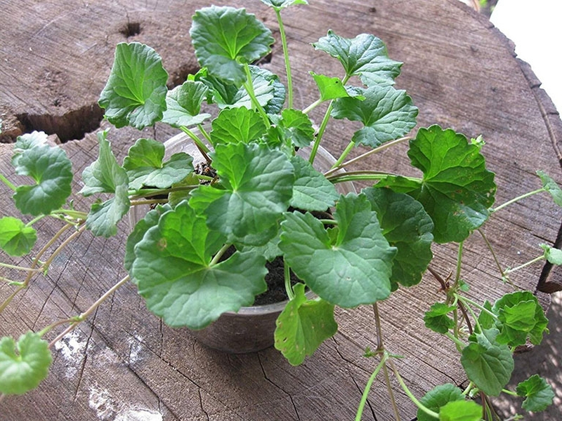 Rau má là thực phẩm thải độc gan thận cực kỳ hiệu quả