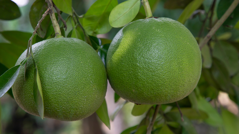 Các flavonoid trong bưởi có thể ảnh hưởng đến chuyển hóa chất béo, góp phần kiểm soát cân nặng