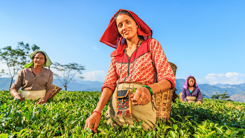 Trà Darjeeling là gì? Trà Darjeeling là loại trà nổi tiếng có nguồn gốc từ vùng Darjeeling của Ấn Độ