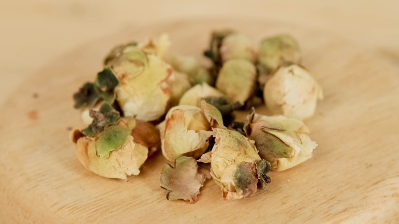 Thanh lọc cơ thể bằng trà hoa sen tuyết