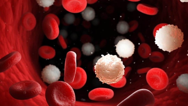 Trả lời câu hỏi: Nhiễm trùng máu có phải ung thư máu không? - 1